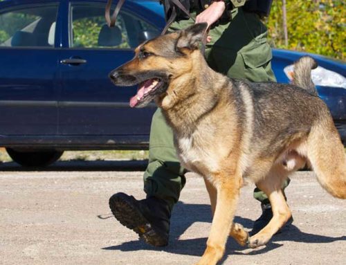 Police limited in extending traffic stop to conduct drug dog search